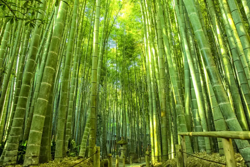 Bamboo Grove Event Planning