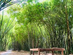 Bamboo Grove Event Planning